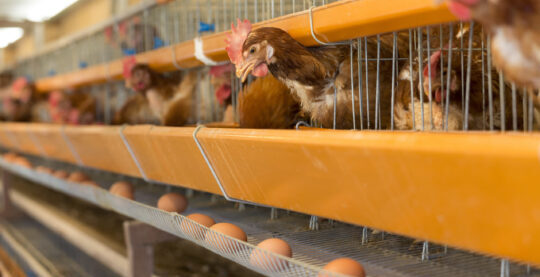事例紹介 養鶏場の環境監視
